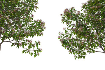 Foreground twigs on a transparent background

