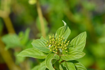 Red osier Dogwood Flaviramea