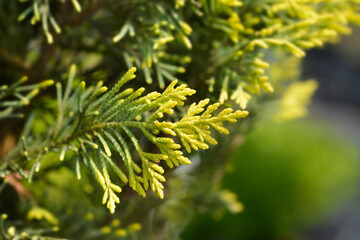 Leyland cypress Castlewellan Gold