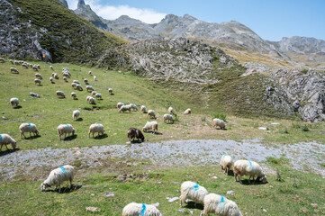 Troupeaux de brebis dans les Pyrénées