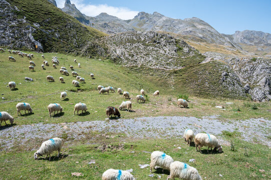 Troupeaux de brebis dans les Pyr&eacute;n&eacute;es