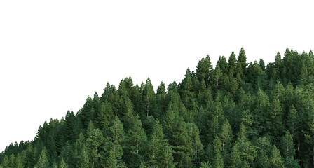 Coniferous forest on a transparent background
