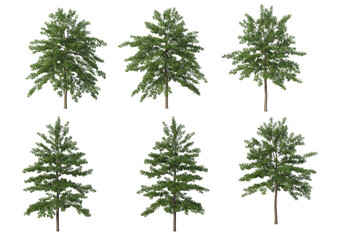 Tree on a transparent background
