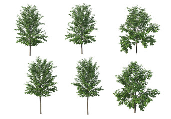 Tree on a transparent background
