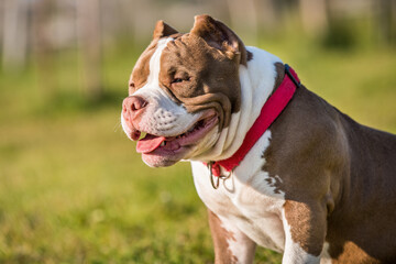 Chocolate color American Bully puppy dog is on green grass