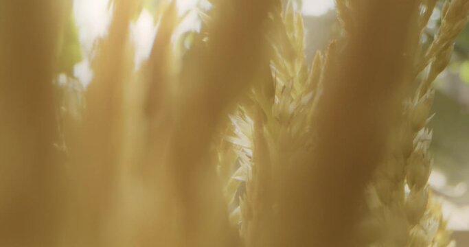 Macro dolly movement on sea oats