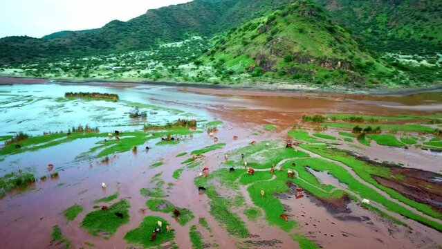 Masai Cows Grazing On Wetland In Lake Natron In Tanzania, Africa. aerial drone orbit