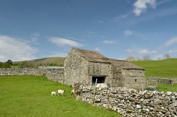 Obraz premium Path through fields near Hawes in Wensleydale, Yorkshire Dales