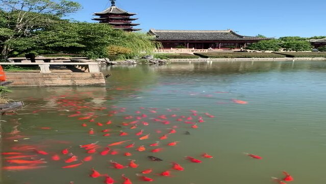 Carpes ko&iuml; du lac de Panmen &agrave; Suzhou, Chine