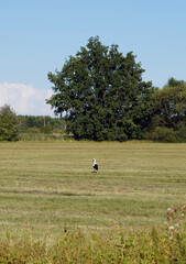 A big bird standing on a meadow. He has black and white feathers.