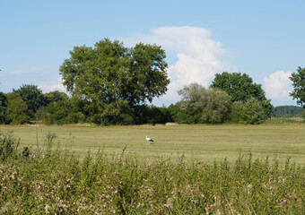 A stork that is on a freshly cut meadow. Looking into the distance.