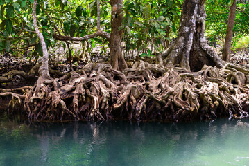 Close up of mangrove tree roots. Mangrove at low tide, Mangrove forest in southern of Thailand,...