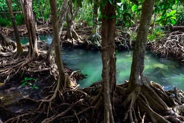 Mangrove estuary of Krabi, Southern of Thailand