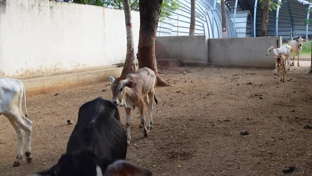 Bangalore, India 14th August 2022: Goshala, Gaushalas, or Goshalas are protective shelters for stray cows in India. Jeev Daya.Young Indian baby cow-calf. Gaumata. Cows are sacred in India.