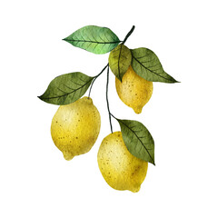 Beautiful watercolor  hand drawn lemon illustration. Can be used for invitation, greeting card, wedding, birthday cards
