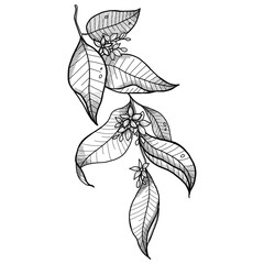 Line art iluustration of leaves branch. Hand painted ink illustration