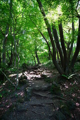 fine path in the gleaming sunlight