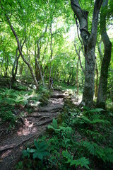 fine path in the gleaming sunlight
