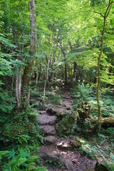 mossy rocks and trees in  old forest