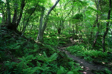 fern in lively spring forest