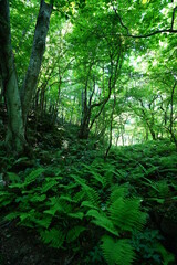 fern in lively spring forest