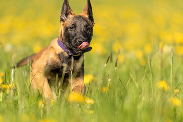 Cute Malinois puppy dog on a green meadow with dandelions in the season spring. Doggy is 12 weeks old.