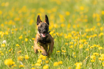 Cute Malinois puppy dog on a green meadow with dandelions in the season spring. Doggy is 12 weeks old.