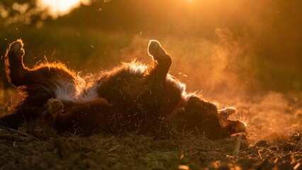Berneński pies pasterski w złotej słonecznej poświacie - obrazy, fototapety, plakaty