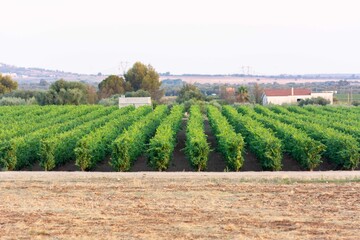 Fototapeta na wymiar Italian Grape plantation in the Countryside near Taranto called Monteiasi in summer