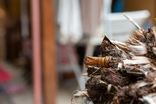 butterfly shell native to Argentina called Paysandisia archon devouring palm trees left abandoned after taking flight