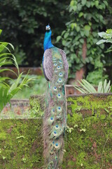 Naklejka premium peacock in the park