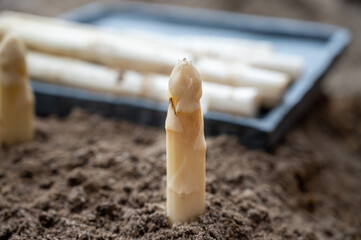 New season of white asparagus vegetable, harvesting of ripe high quality Dutch white asparagus
