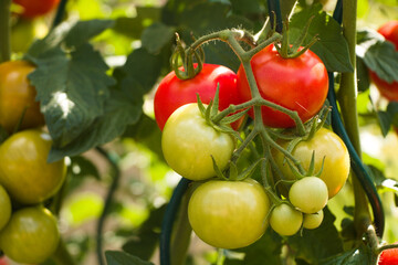 tomatoes in the garden