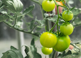 Tomato plant with Green tomatoes growing inside a greenhouse. Shallow depth of field.