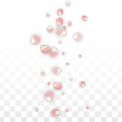 Pink Vector Realistic Petals Falling on Transparent Background.  Spring Romantic Flowers Illustration. Flying Petals. Sakura Spa Design. Blossom Confetti. Design Elements for Wedding Decoration.
