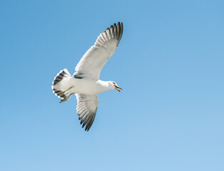 Flying seagull over blue sky.