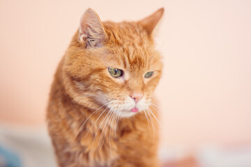 Lovely red cat. Soft focus.