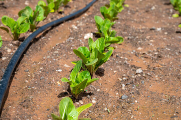 Farm fields with fertile soils and rows of growing  green lettuce salad in Andalusia, Spain