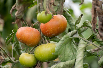 Plastic greenhouse with plantation of big red salad tomatoes vegetables, eco-friendly farming in Andalusia, Spain