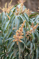 Seasonal blossom of evergreen mango fruit trees on plantations in Costa Tropical, Andalusia, Spain