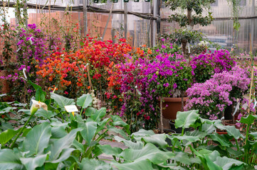 Many different tropical and exotic garden plants and colorful flowers for sale in Spanish garden shop