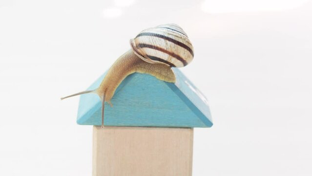 snail sliding on wooden cubby house shape isolated with keys from the door.buy rent or sell a house apartment,insurance or mortgage concept.blue color roof.beautiful little garden snail carrying shell