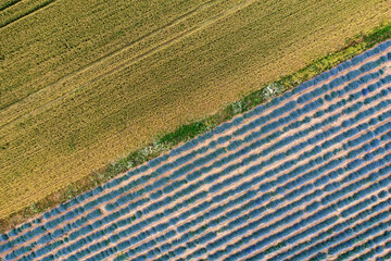 Obraz premium Aerial view of lavender and wheat field. Top view