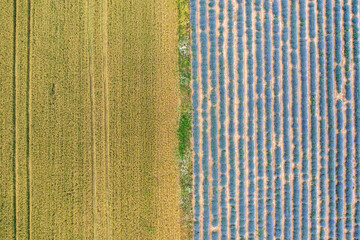 Aerial view of lavender and wheat field. Top view