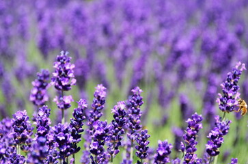 bright purple lavender flower closeup in street garden. soft blurred background. English lavender. scientific name Lavandula Angustifolia. herbs and fragrances concept. colorful spring garden