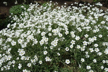 Plentiful white flowers of Cerastium tomentosum in mid May
