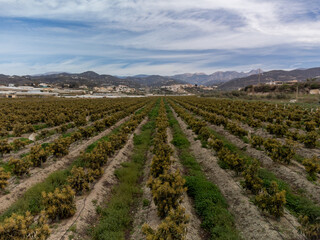Fototapeta na wymiar Aerial view on rows of evergreen avocado trees on plantations in Costa Tropical, Andalusia, Spain