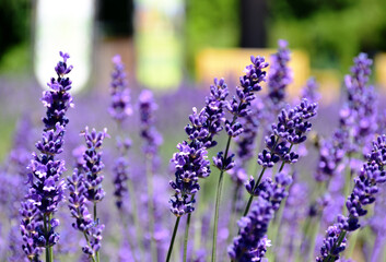 bright purple lavender flower closeup in street garden. colorful soft blurred background. English...