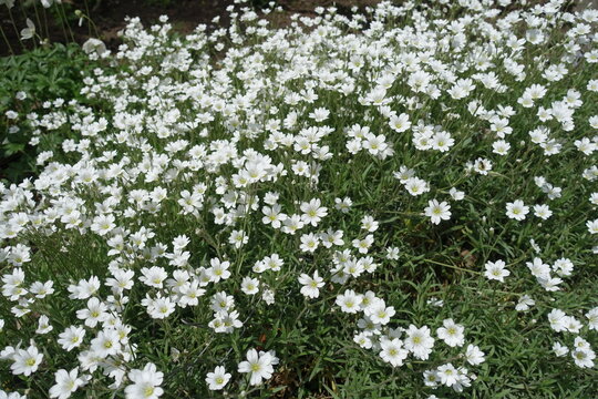 Plenitude of white flowers of Cerastium tomentosum in June