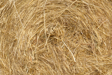 Straw, dry straw, hay straw yellow background, hay straw texture